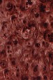 /album/drevo/a1003-jpg/